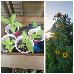 Sunflower Plant 🌻 