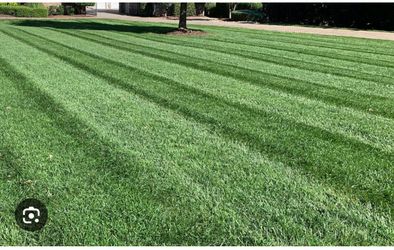 LESCO All Pro Transition Tall Fescue Seed Blend