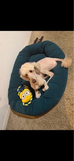 Teal round dog beds XXL