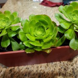 Succulent 