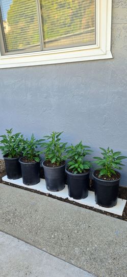 Pepino Melon Plant (人参果树) in 2 Gallon Pot. $10/each Pot.