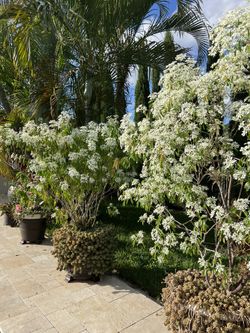 Baby Matas Zone 9-10  This Is The Mother Tree .. Plants Stays White For Three Months 