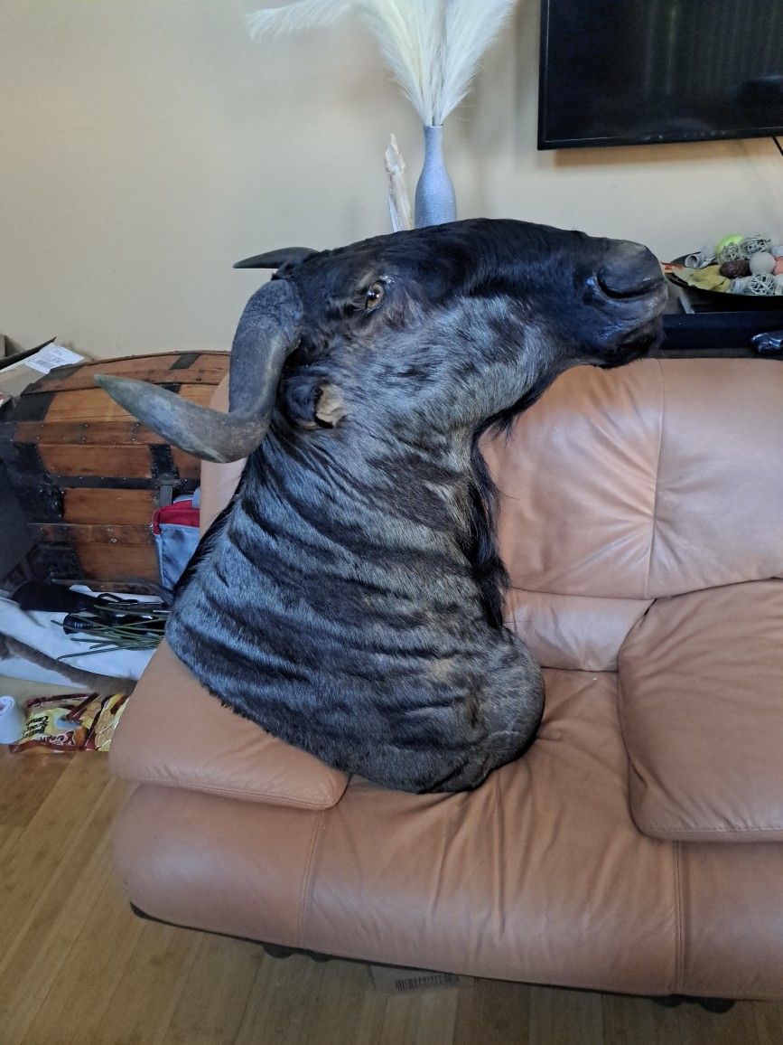 Taxidermy