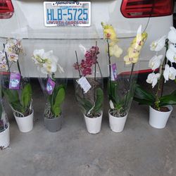 NEW GORGEOUS ORCHIDS!!!!!!!!!