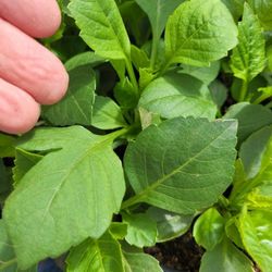 Dahlias In Jumbo  Six-plant Standard Packs & 4" Pots Or