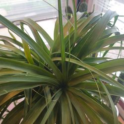 Large Ponytail Palm in Designer Planter