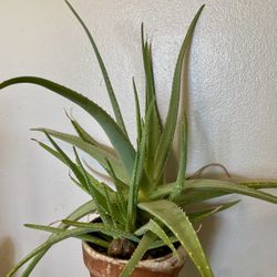 Aloe Vera Houseplant