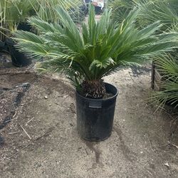 Beautiful Sago Palms