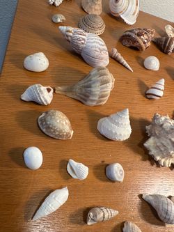 Lot/ Coastal shells / beautiful small and large , rare ones