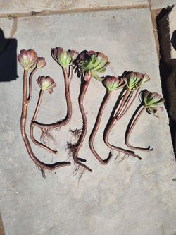 Aeonium succulent bundle #2