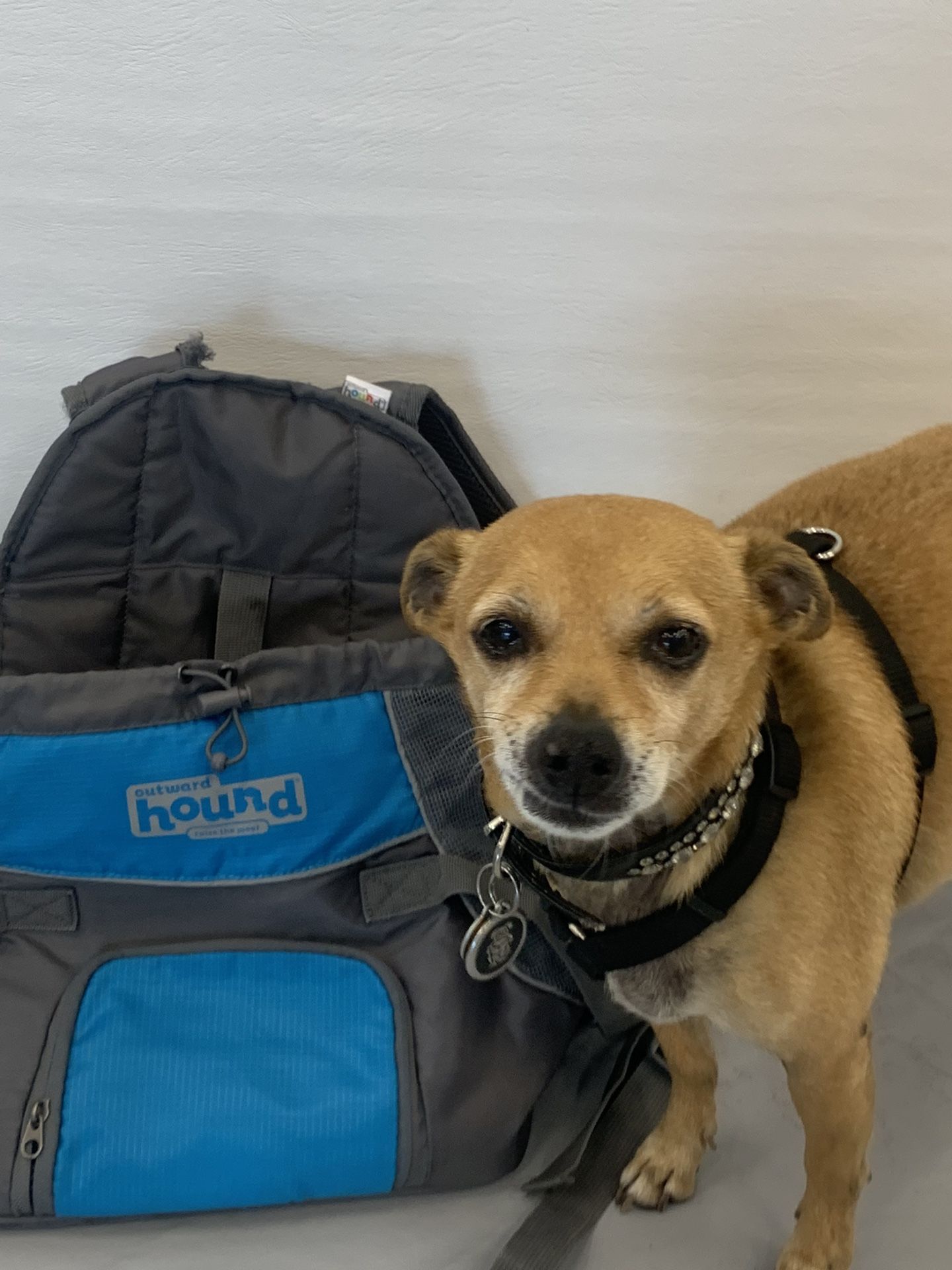 Pet Backpack