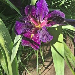 Iris Luisiana 