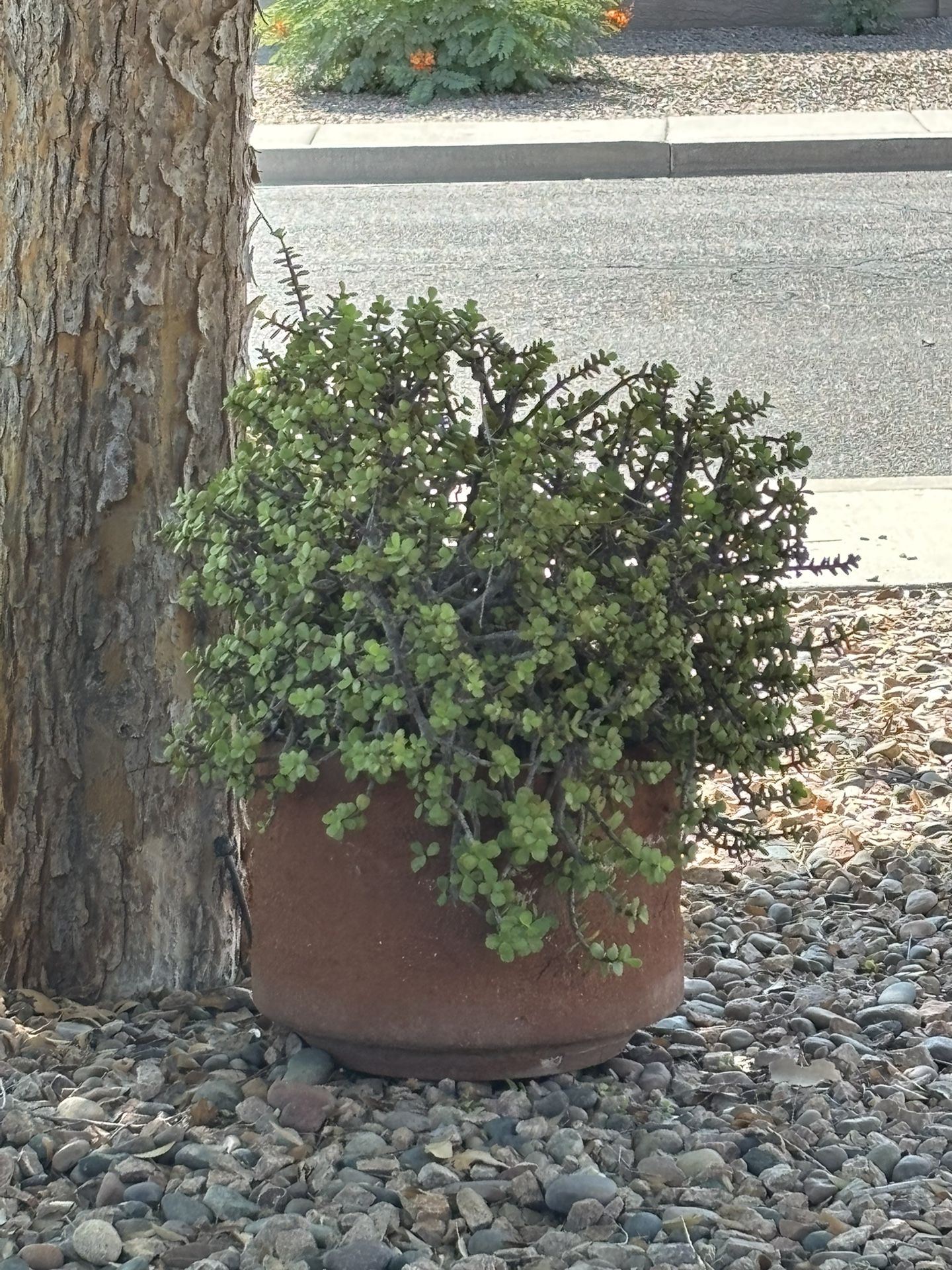 Large Elephant ear Plant In TerraCotta Pot
