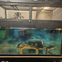 Turtle Tank With Baskin Platform 