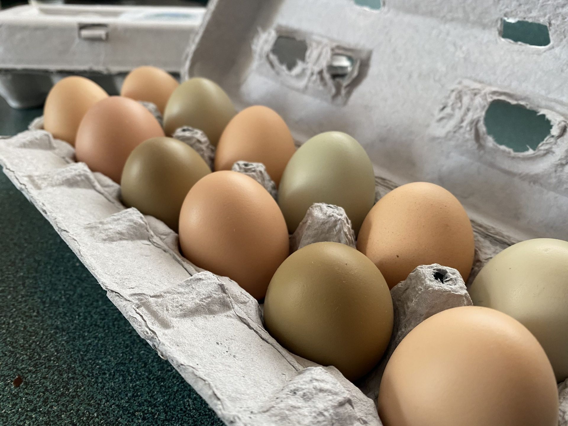 Fresh Eggs