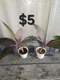 Cordyline Plants