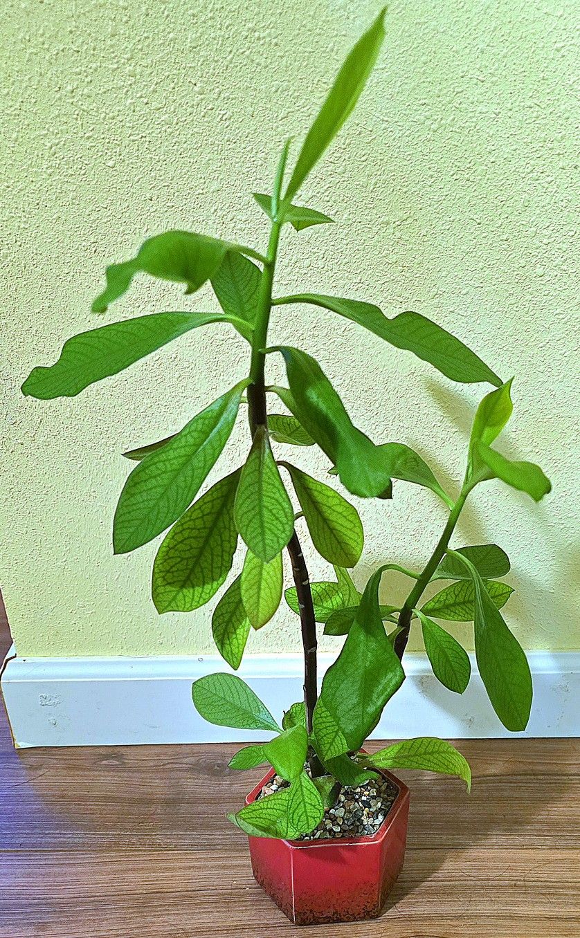 Potted Euphorbia Grantii Aka African Milk Bush 