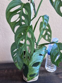 Beautiful living house plant - Monstera Adansonii