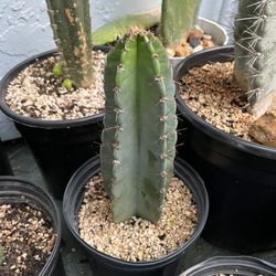 Peruvian Apple Cactus 