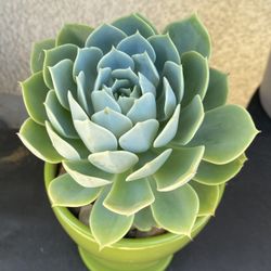 Beautiful Succulent In A Green Pot 