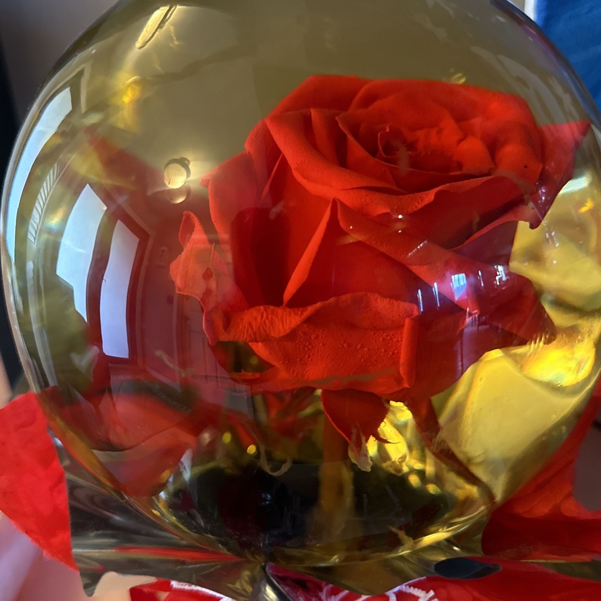 Preserved Real Red Rose in a glass Water Ball Dome Globe 5 Lbs Forever Rose  7” for Sale in Miami, FL - OfferUp, image size:1920x1920