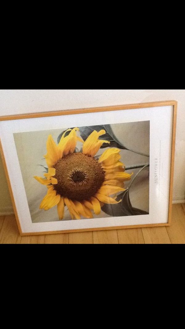 3 Feet Picture Frame Sunflower For In Los Angeles Ca Offerup