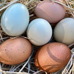 Farm Fresh Eggs 