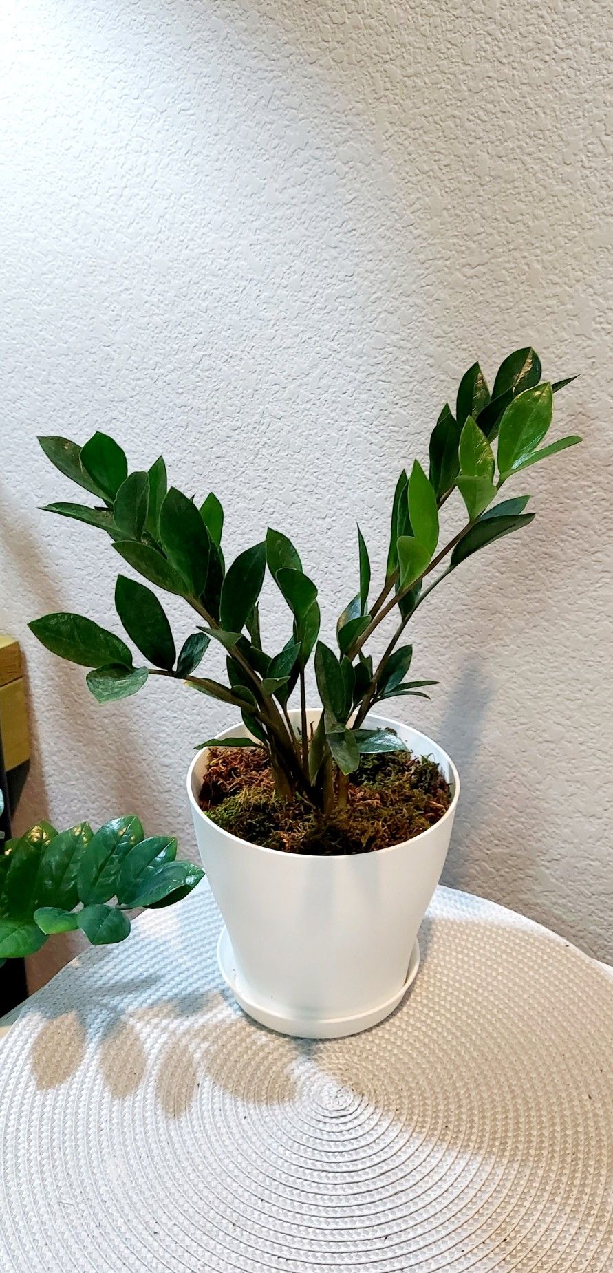 Living Plant 🌱16"H ZZ Plant, Money Tree (Symbolize Prosperity, Resilience, and Good Fortune) on 6"H White Pot with Tray ::: Indoor