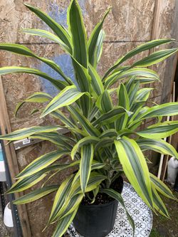 Indoor Plant