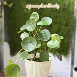 Plants (6”pot🌿Peperomia “Chinese Money plant” )
