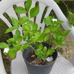 Jasmine