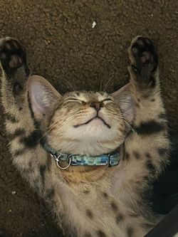 Stuffed animal