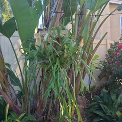 Large Staghorn Fern