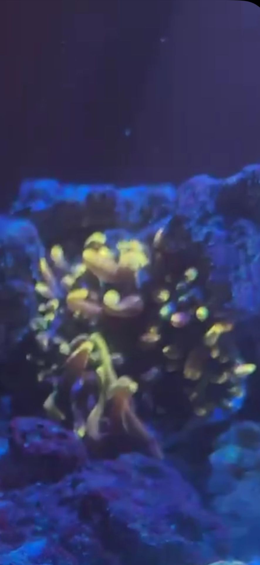 Anemone Decoration