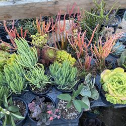 Succulents 