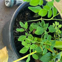 Moringa plant