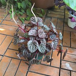 Red Luna Peperomia Plant 