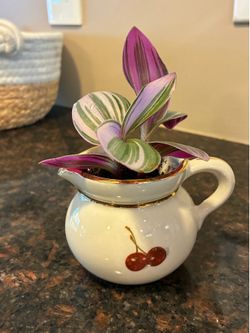 Pink Tradescantia Nanouk Plant in Vintage Cherry Creamer – Upcycled Planter