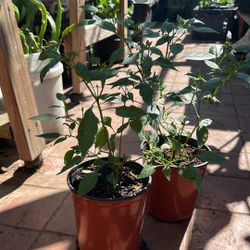 Thai Chili Plant 
