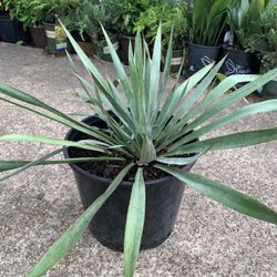 Yucca Silver Anniversary Plant 