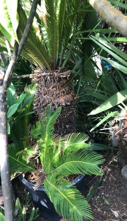 Palm tree