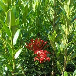 Beautiful Dwarf Ixora Privacy Hedge Plants 🌿 3gl $6