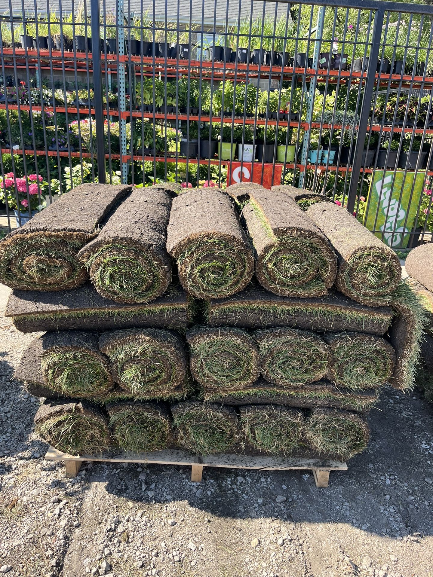 Kentucky Blue Grass / Fresh Sod