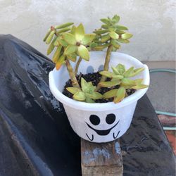 Succulent 