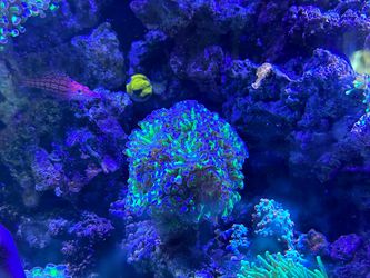 Fake Corals decoration purple tip hammer over