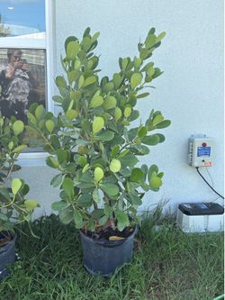 Hedges for privacy (Clusia)