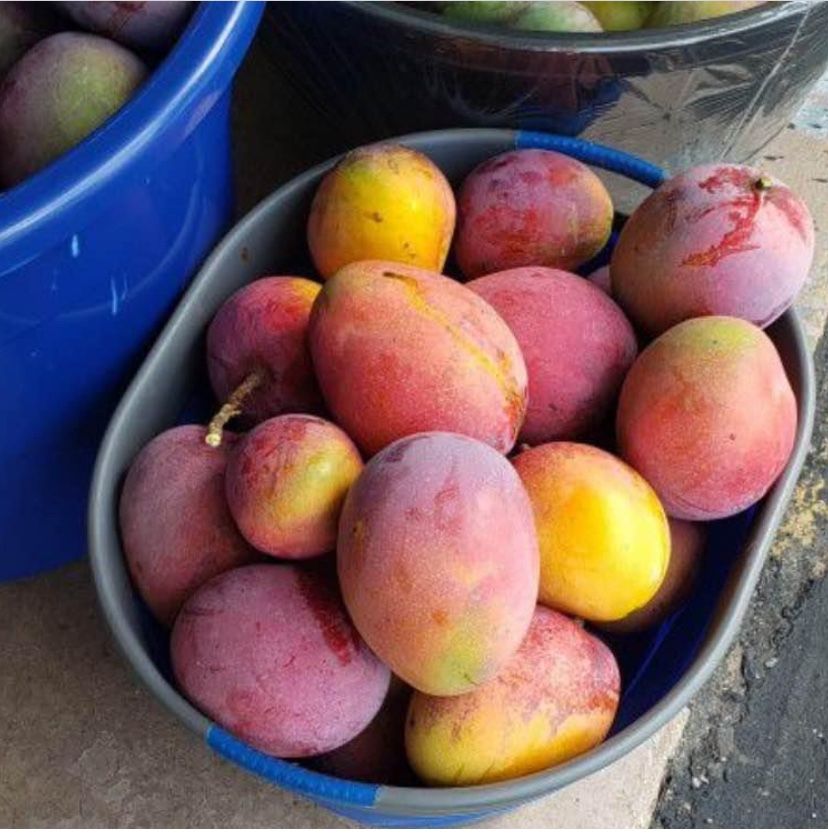 Large mangoes for sale