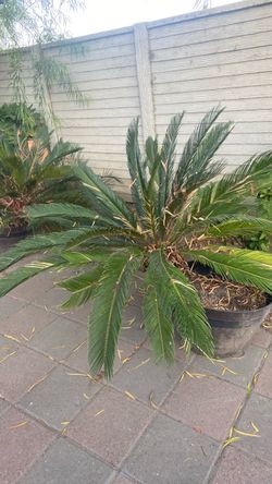 Sago palm tree
