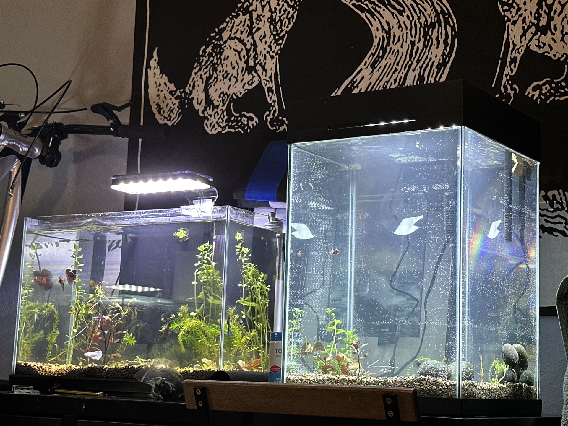 10 Gallon fish tanks For Sale