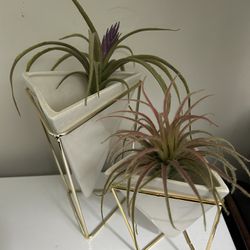 Matching Vases With Fake Air-plants